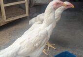Shamoo 6 months old pair with 2 weeks old chicks for sale