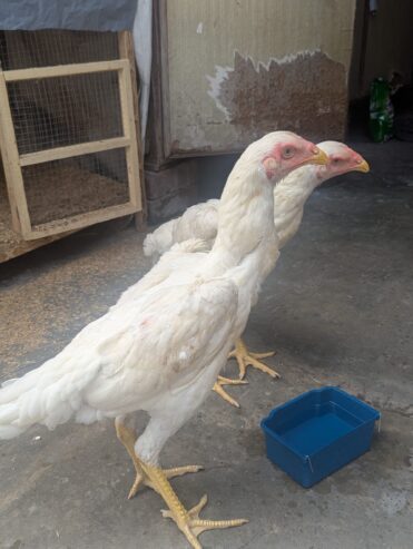 Shamoo 6 months old pair with 2 weeks old chicks for sale
