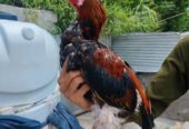Assel bird