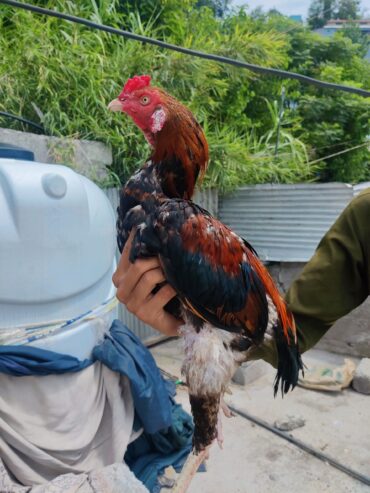 Assel bird