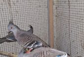 Creasted dove