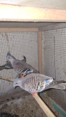 Creasted dove