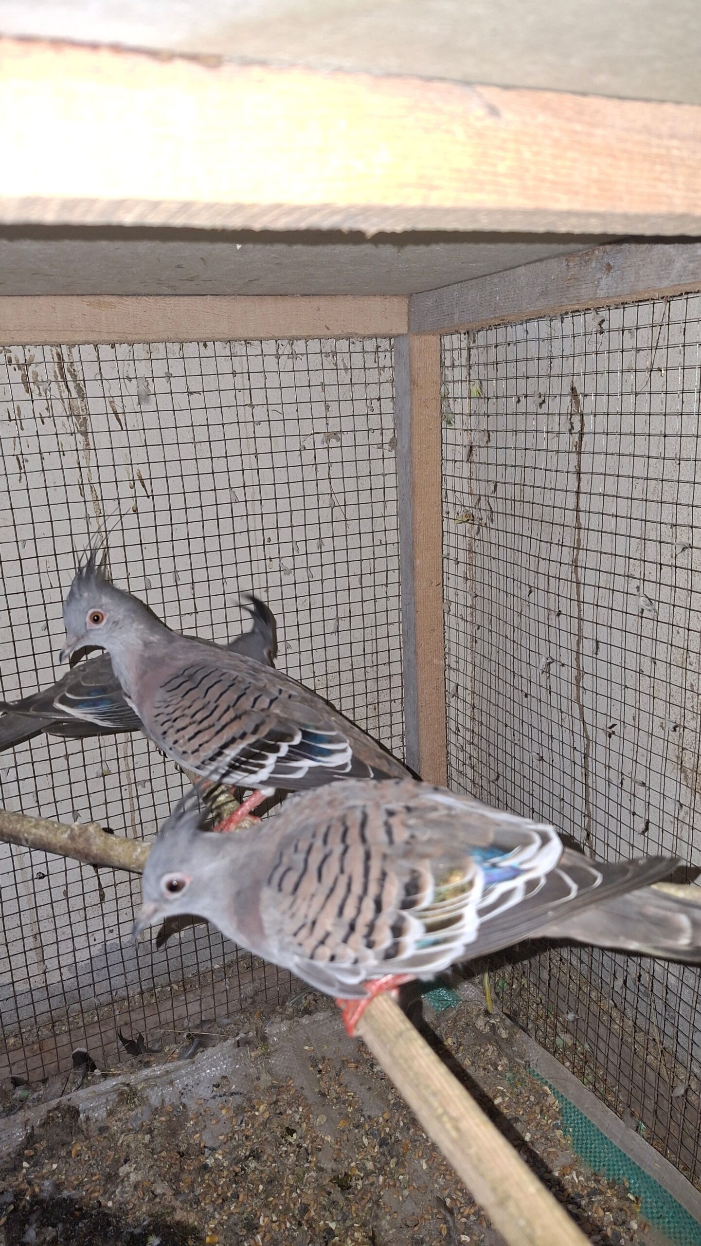 Creasted dove