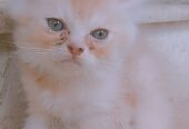 Luna (Persian cat)