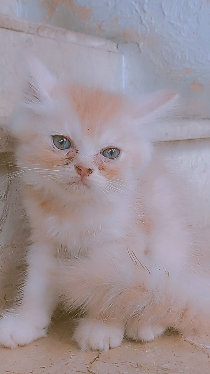 Luna (Persian cat)
