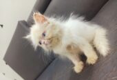 Pure Persian Ex Punch Face Odd Eyes Kitten/Cat