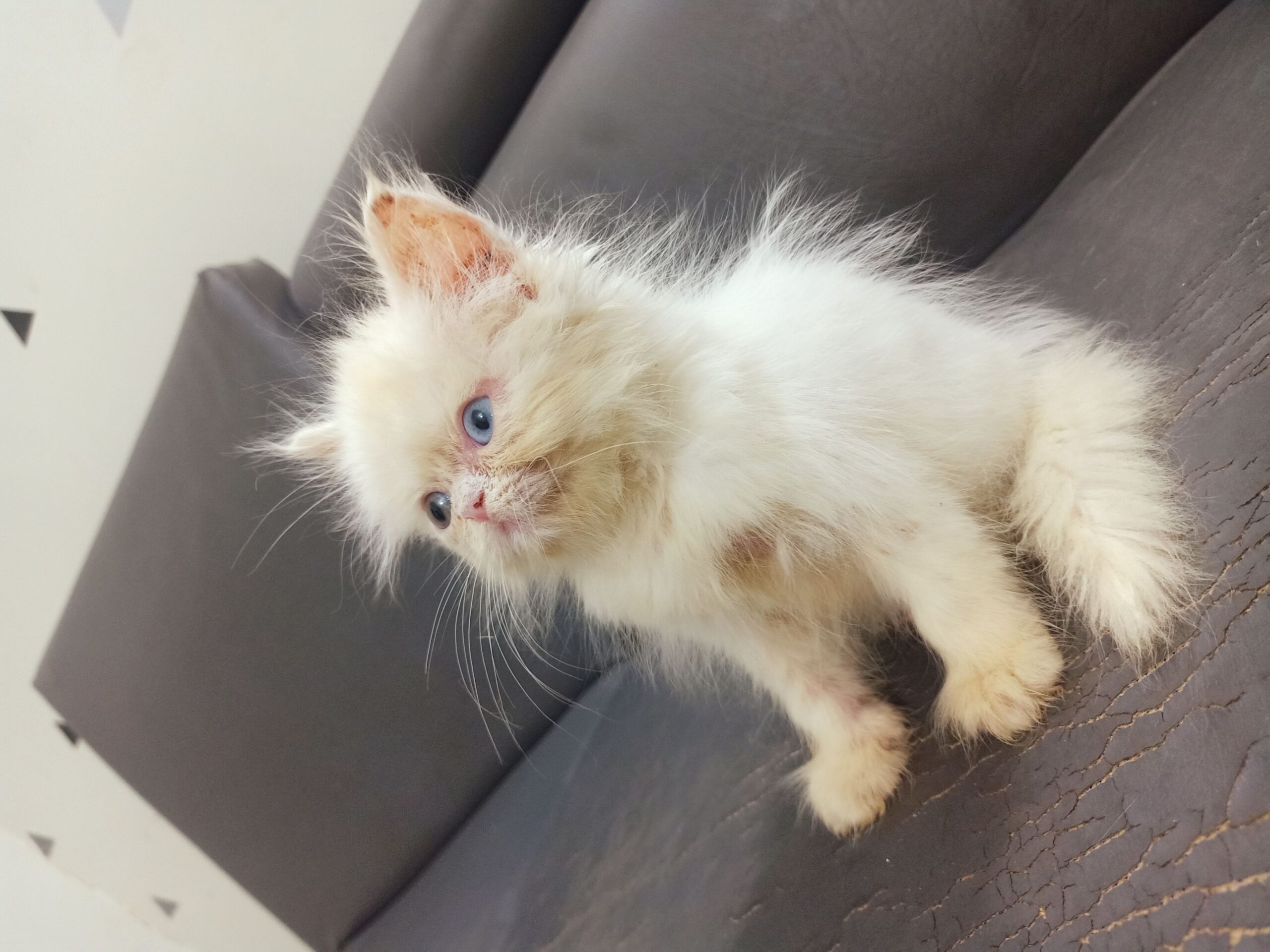 Pure Persian Ex Punch Face Odd Eyes Kitten/Cat