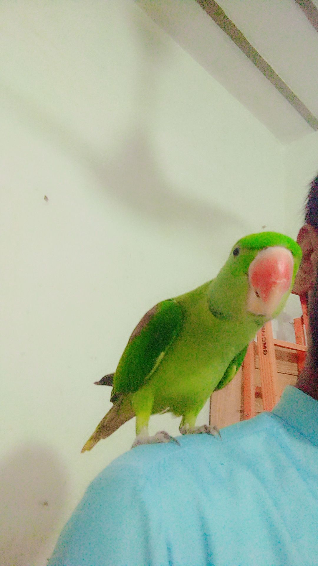 Raw Parrot (Kashmiri/Pahari Tota)