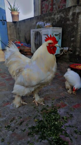 White buff Male