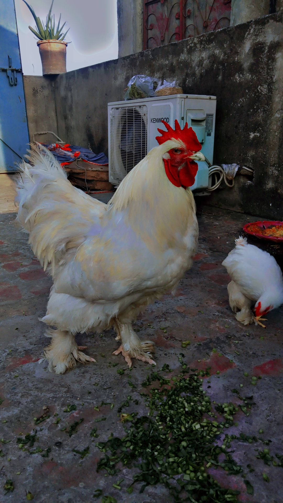 White buff Male