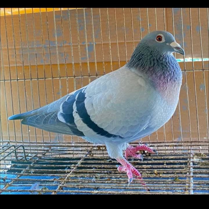 Racer pigeon