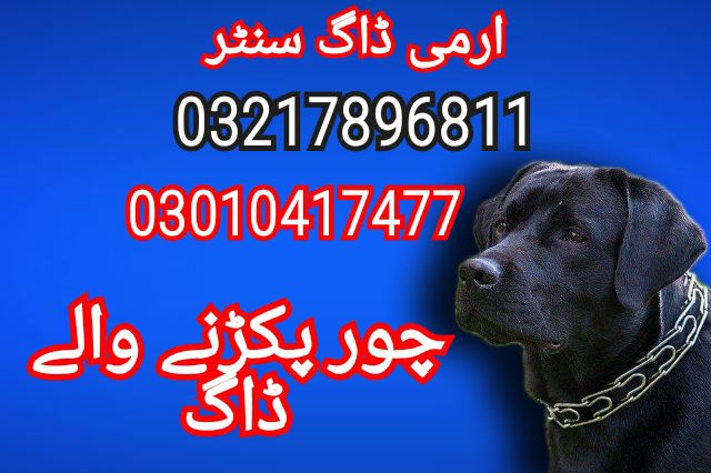 Army dog center 03217896811_03017735103