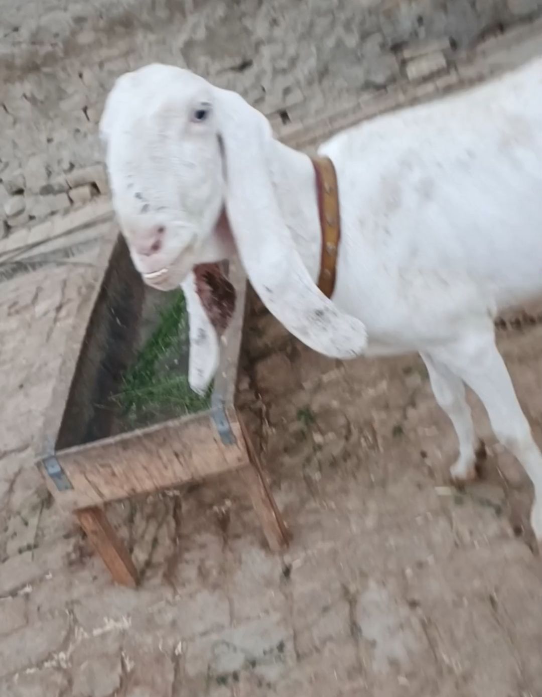 Orjent sell Original golabe goot fimal