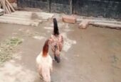 2 high quality aseel hens for sale