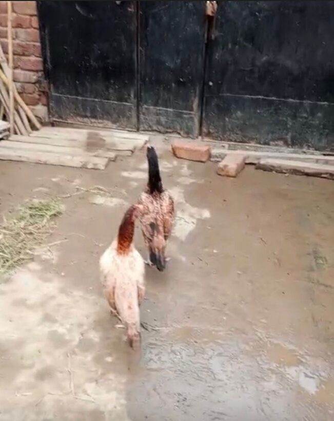 2 high quality aseel hens for sale