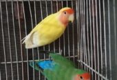 Common Lutino X Rozicolli Peachface