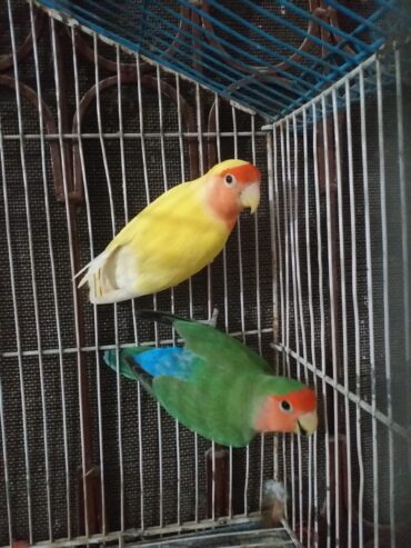 Common Lutino X Rozicolli Peachface