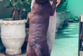 Chocolate brown labrador