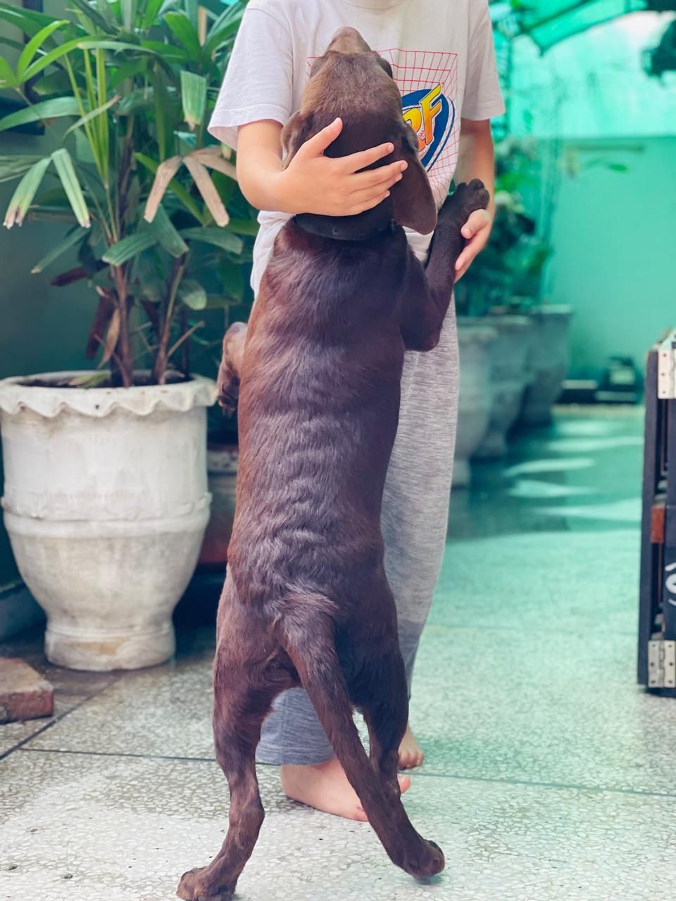Chocolate brown labrador