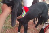 Bakra