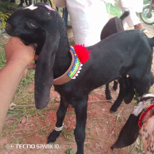Bakra