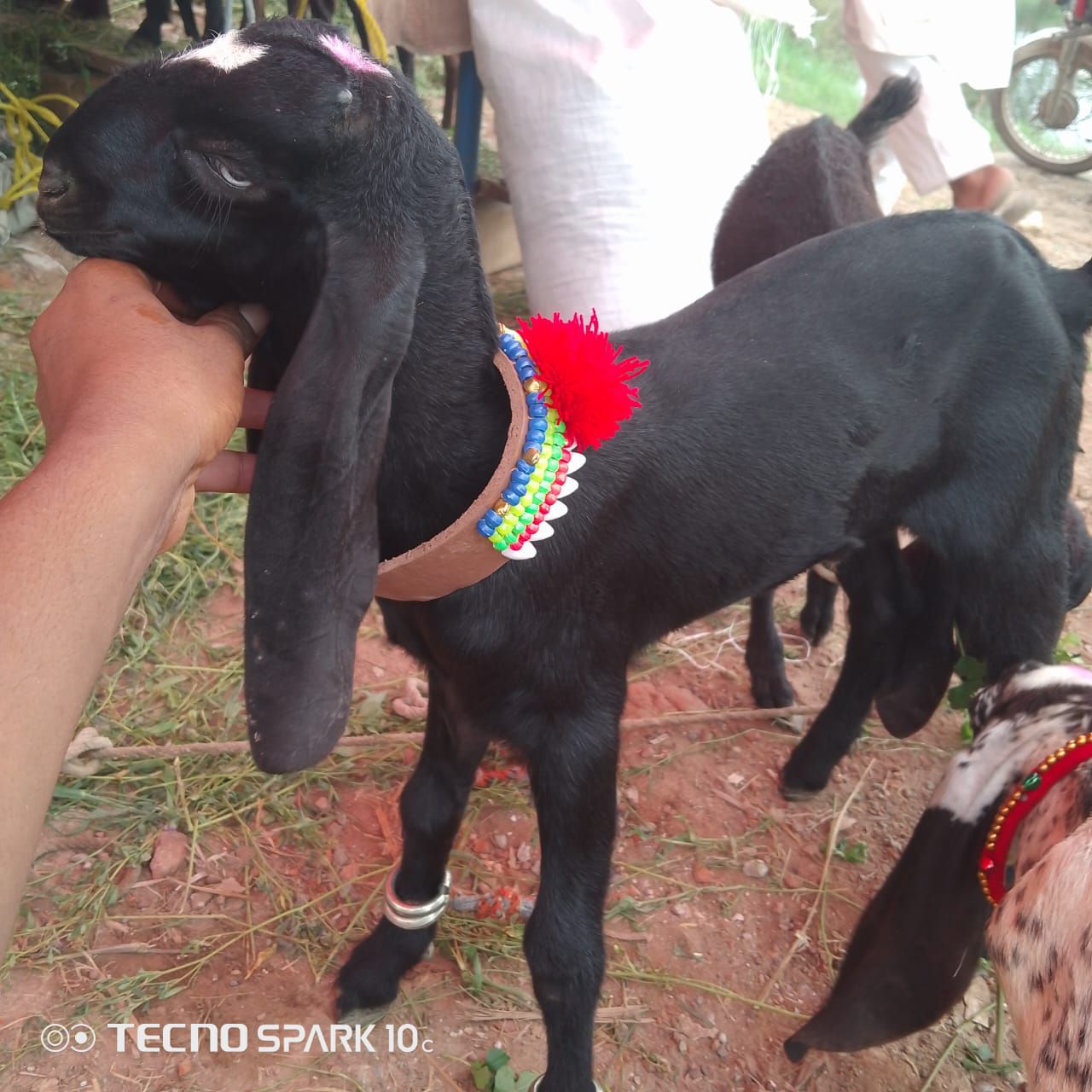 Bakra