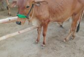 Sahiwal breed