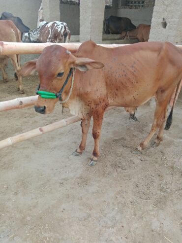 Sahiwal breed