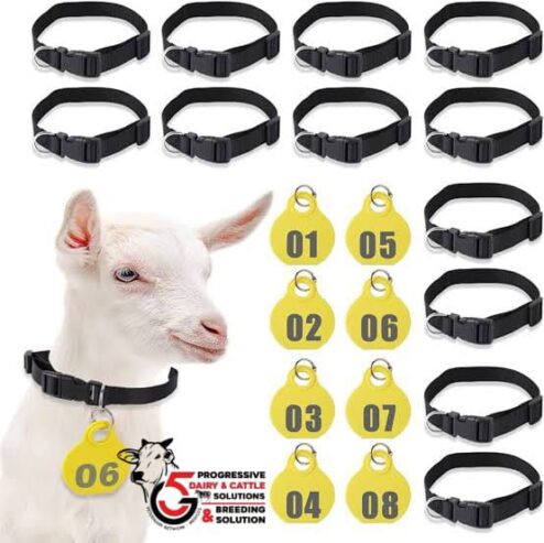 Sheep And Goats Neck Tags with belt