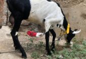 Burbari bakri 2 months gabban hen vip print ma hen