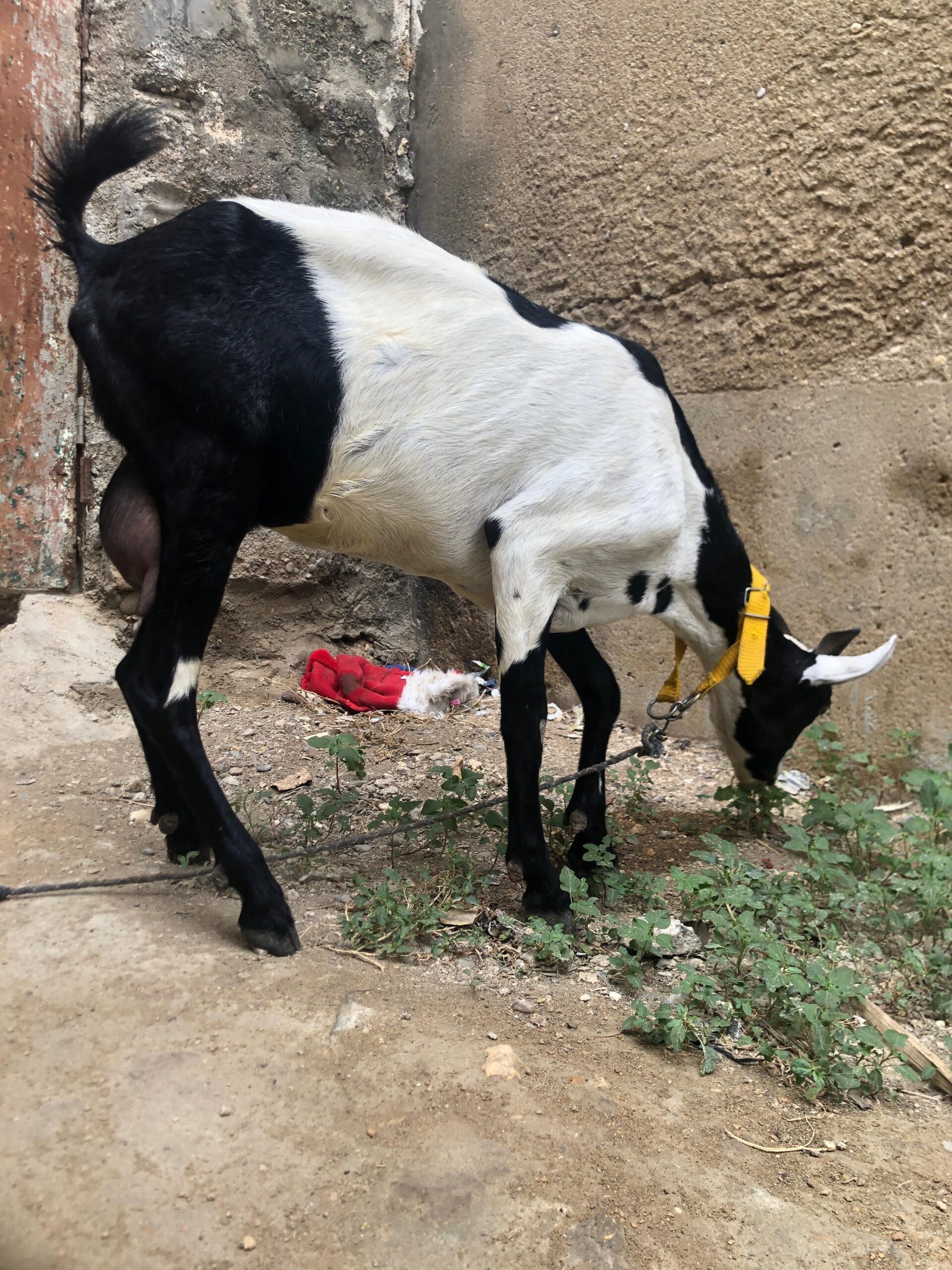 Burbari bakri 2 months gabban hen vip print ma hen