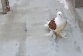 Red saddle frill back chick for sale