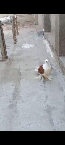 Red saddle frill back chick for sale