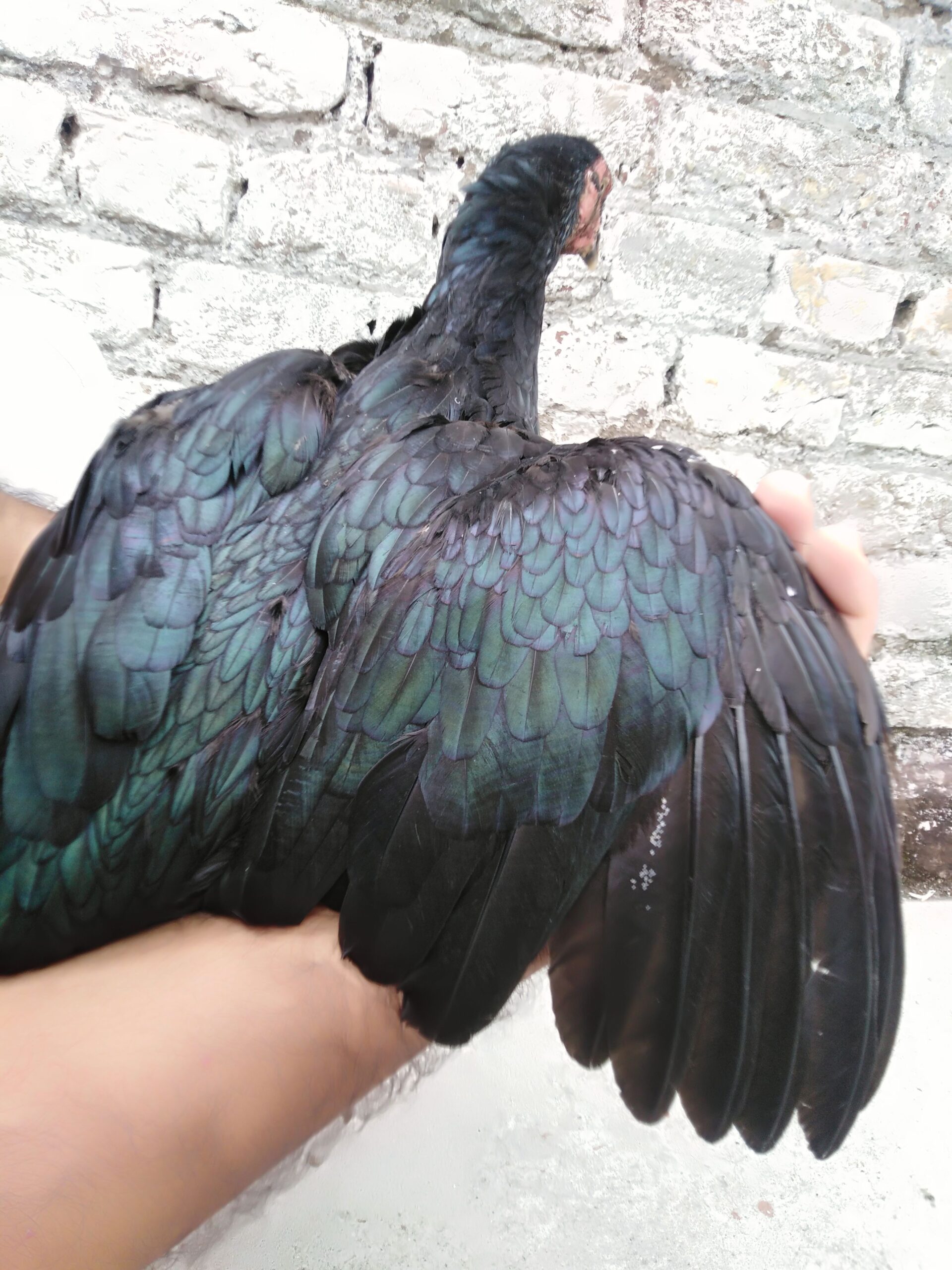 Aseel high quality mushki madi..
