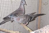 Creasted dove