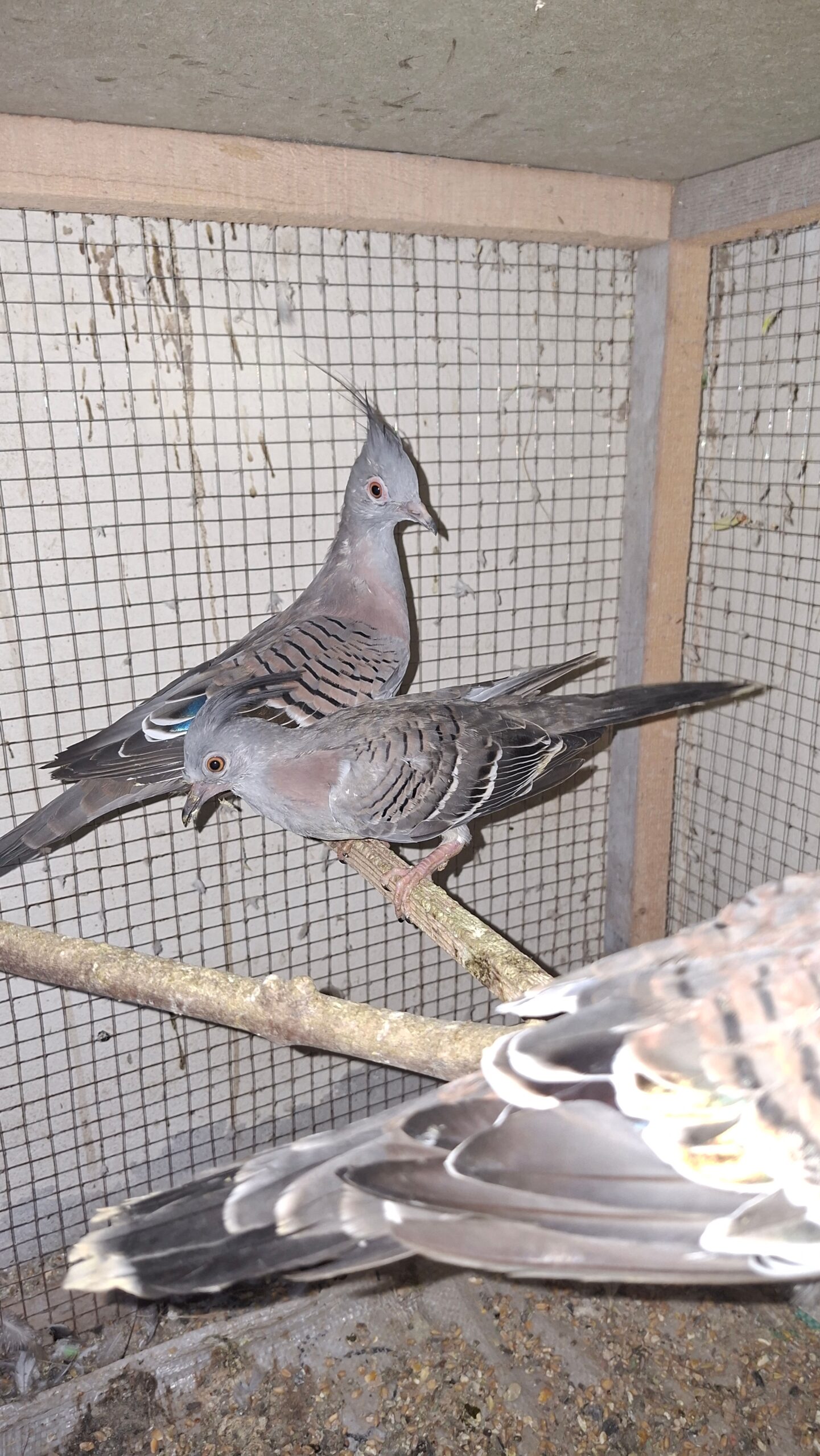 Creasted dove