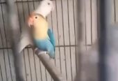 Love bird for sale