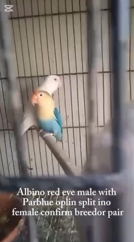 Love bird for sale