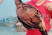 High quality Aseel chicks pair