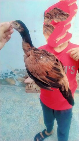 High quality Aseel chicks pair