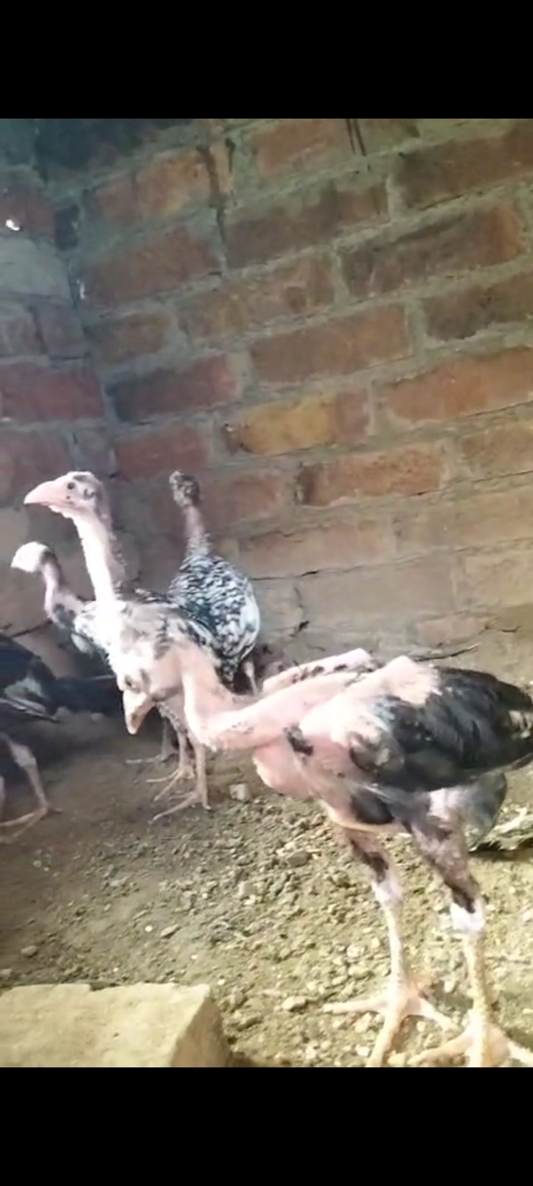 Thai chiks for sale
