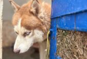 Male Siberian Husky for Sale – Woolly Coat & Rare Eye Colour