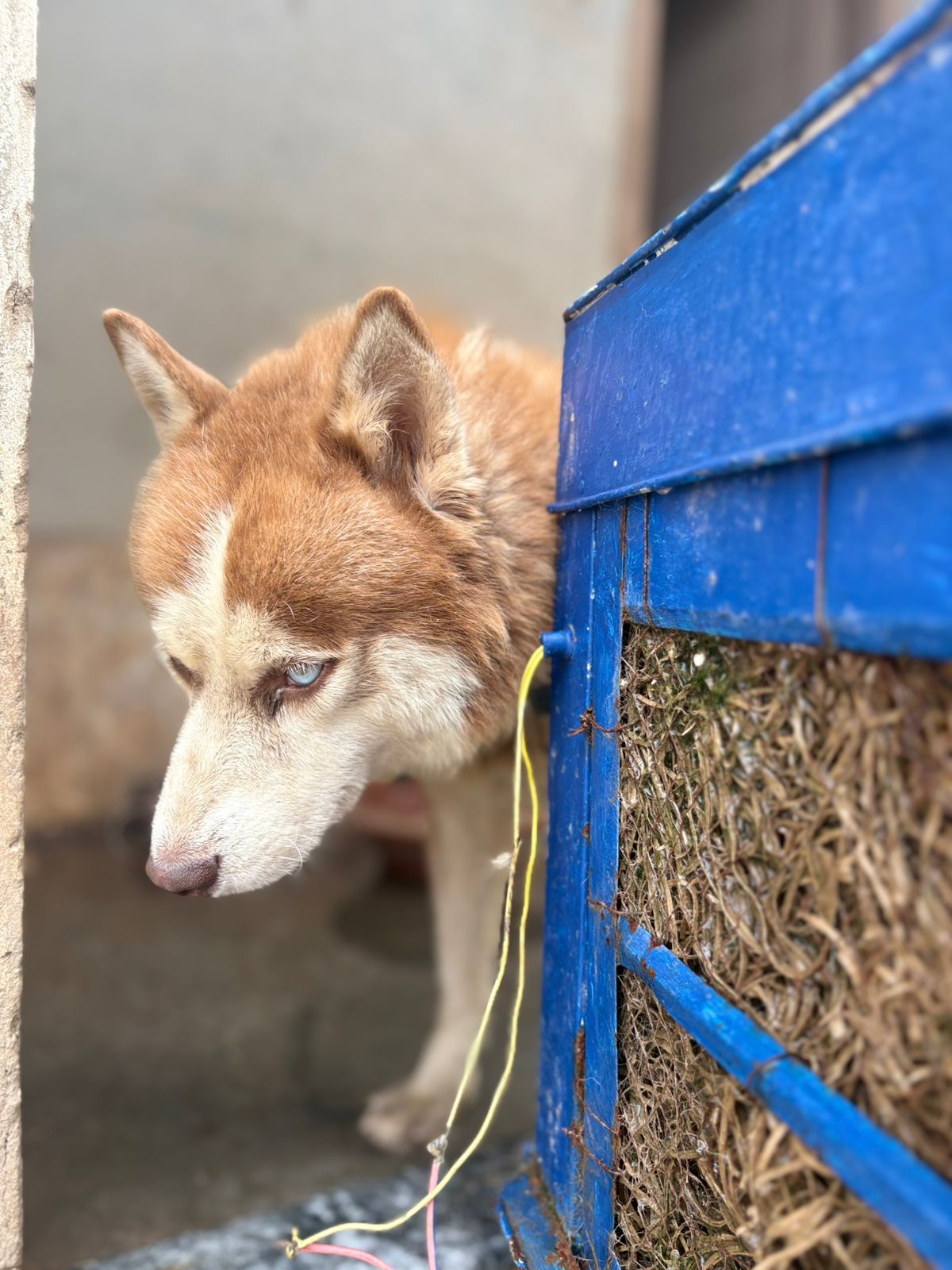 Male Siberian Husky for Sale – Woolly Coat & Rare Eye Colour