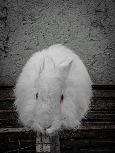 One rabbits for sale