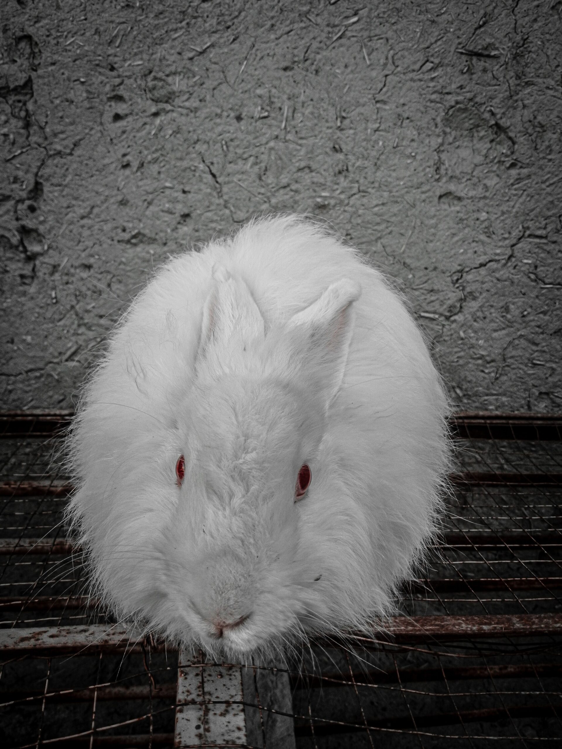 One rabbits for sale