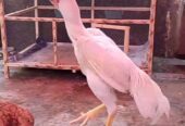 Pure white Garmen shamo