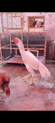 Pure white Garmen shamo
