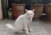Persian cat