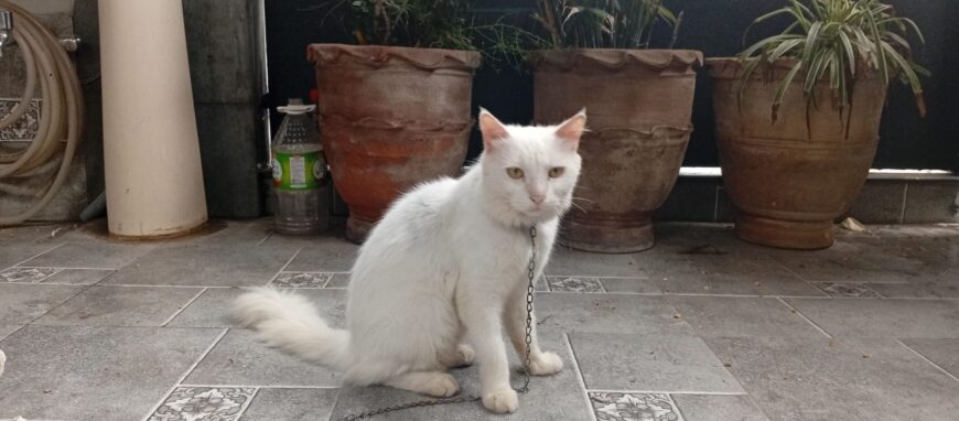 Persian cat