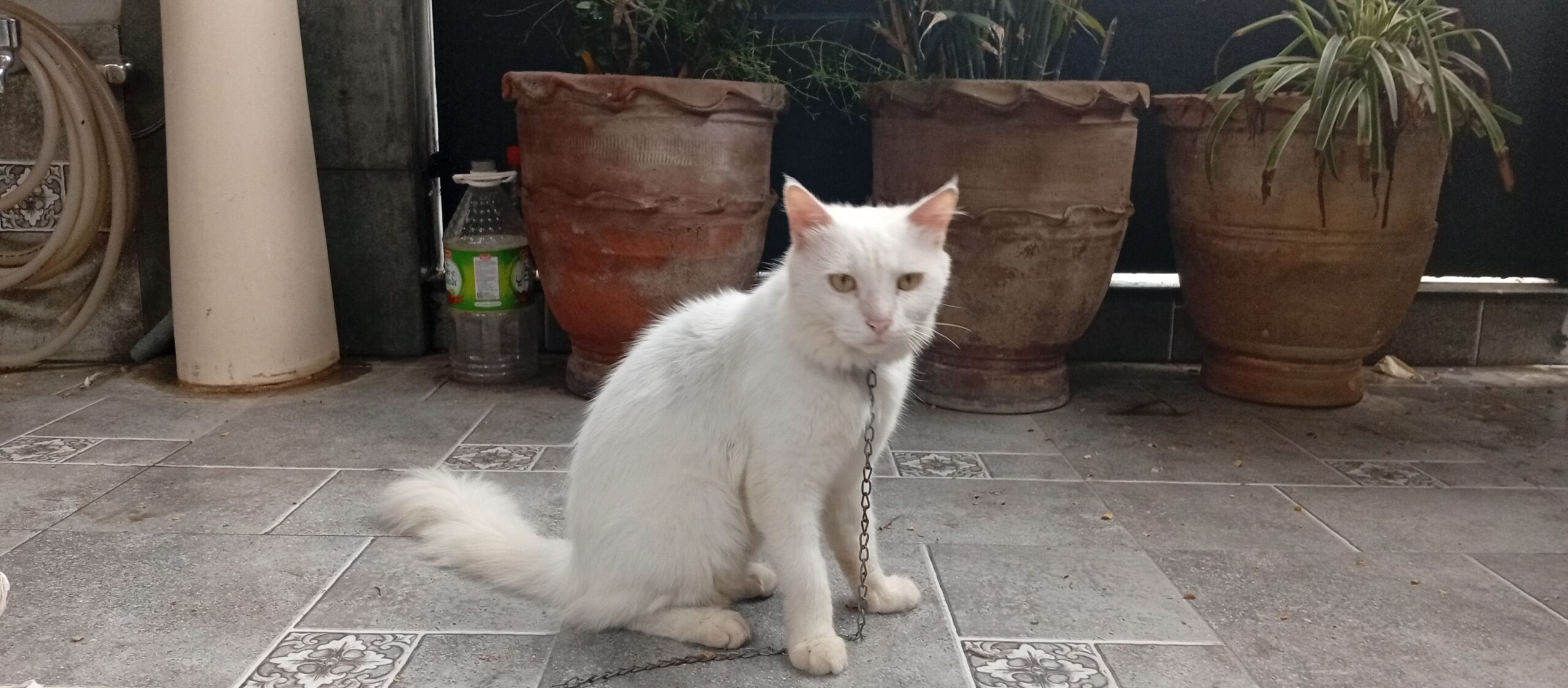 Persian cat